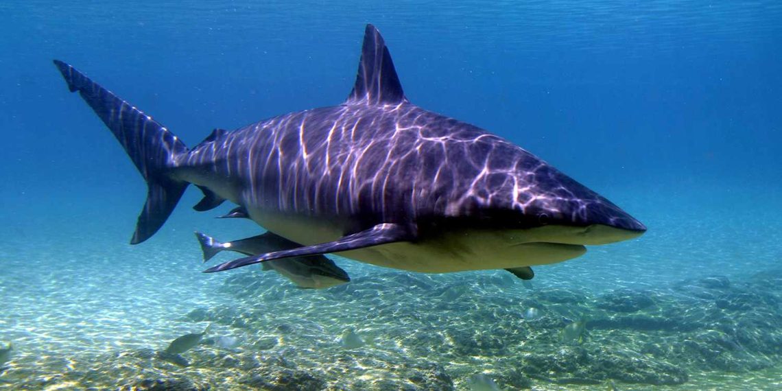 Shark Attack Australia