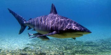 Shark Attack Australia