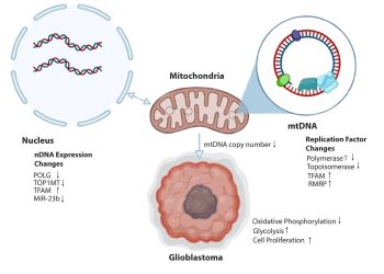 desmopressin mitochondrial dysfunction
