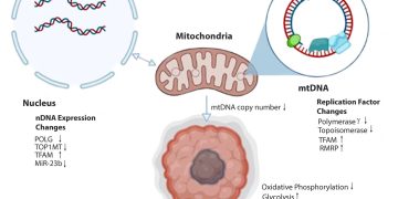 desmopressin mitochondrial dysfunction