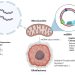 desmopressin mitochondrial dysfunction