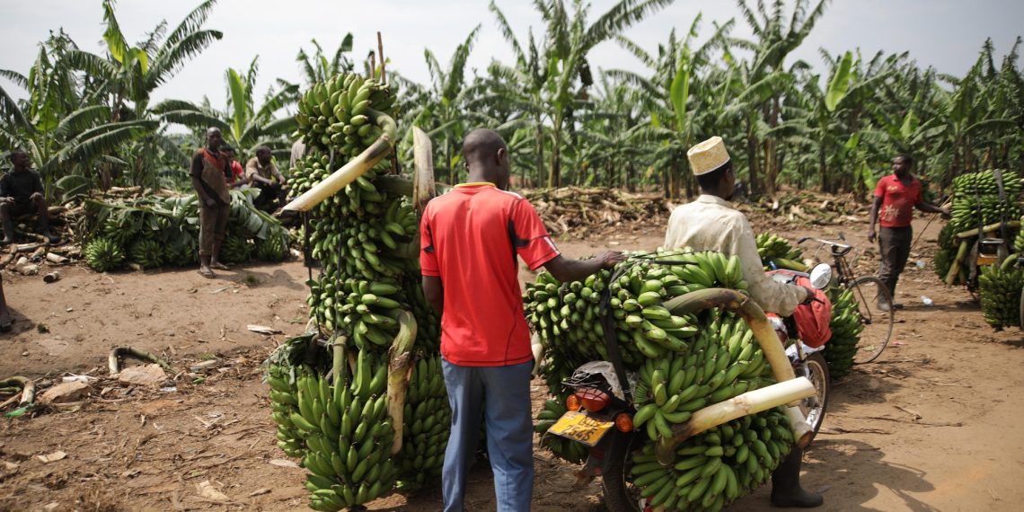 Living in Uganda: A Guide to Expat Life and Culture