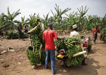 Living in Uganda: A Guide to Expat Life and Culture