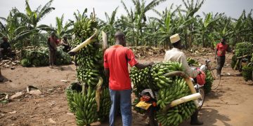Living in Uganda: A Guide to Expat Life and Culture