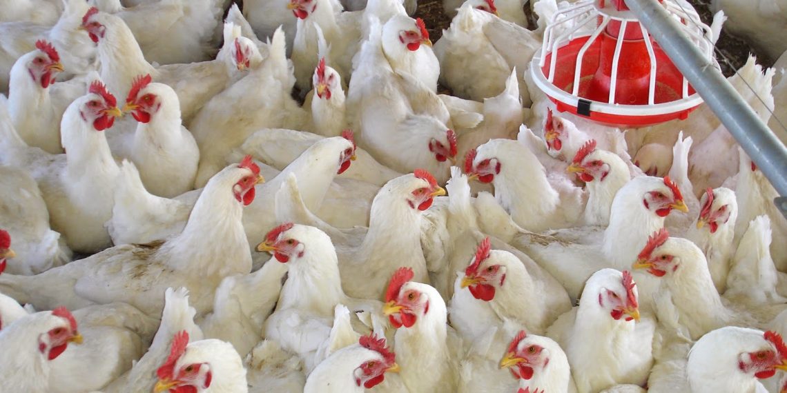Saudi poultry imports