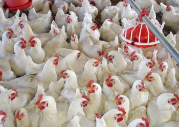 Saudi poultry imports