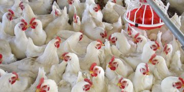 Saudi poultry imports