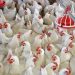 Saudi poultry imports