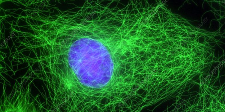 plant cell fluorescence