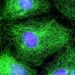 plant cell fluorescence
