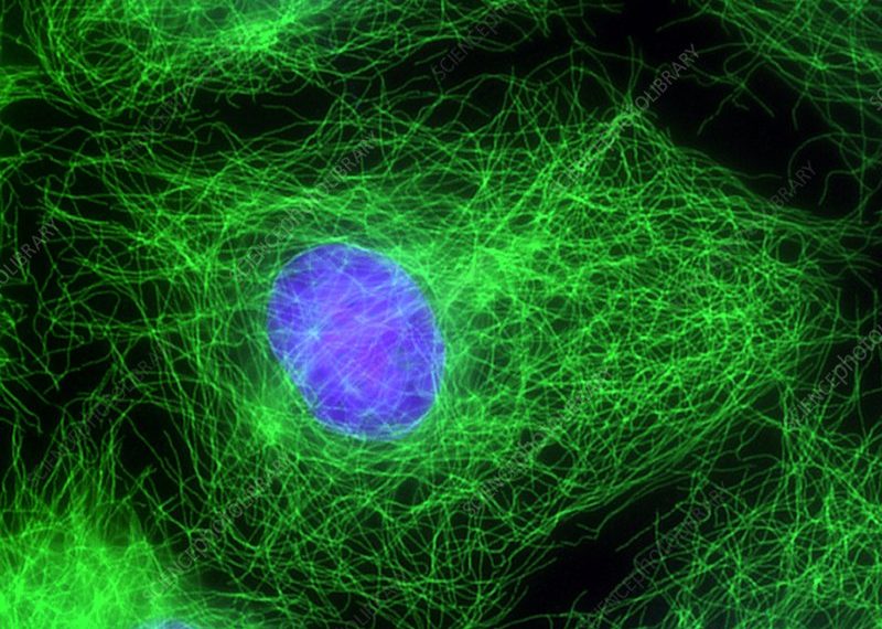 plant cell fluorescence