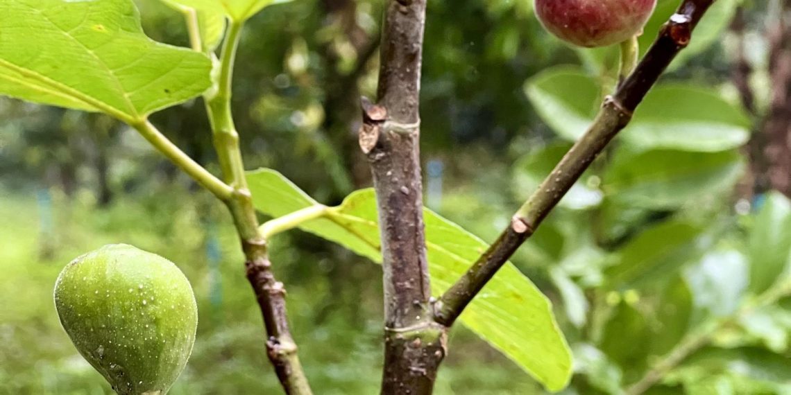 grow fig tree