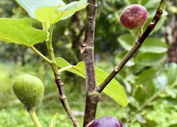 grow fig tree