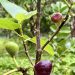 grow fig tree