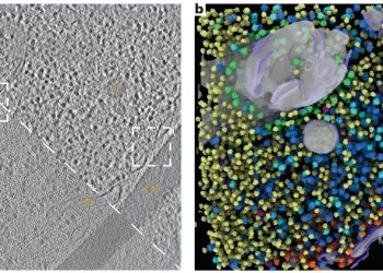 AI Organelle Segmentation