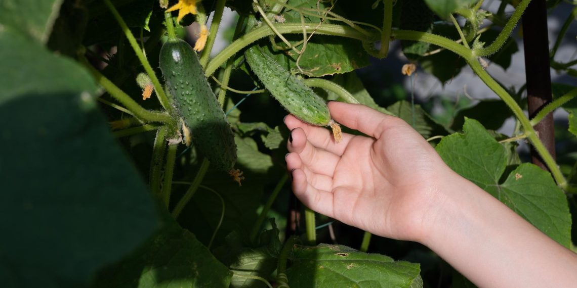 grow cucumbers pots