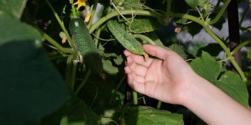 grow cucumbers pots