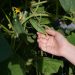 grow cucumbers pots