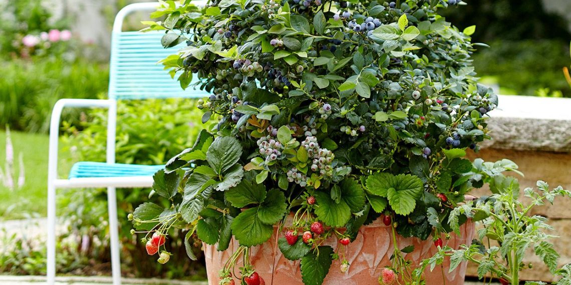 patio fruits containers