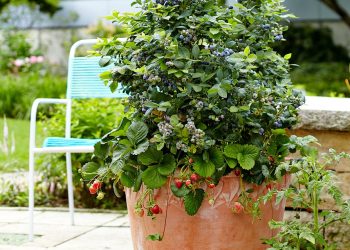 patio fruits containers