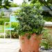 patio fruits containers