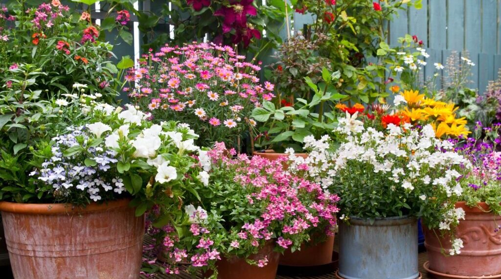 flowers for containers