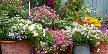flowers for containers