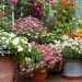flowers for containers