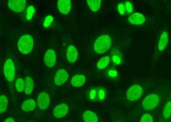 Nuclera antibody screening