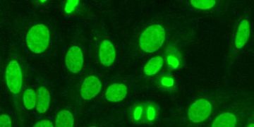 Nuclera antibody screening