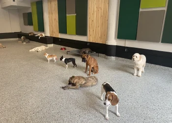 pet care places